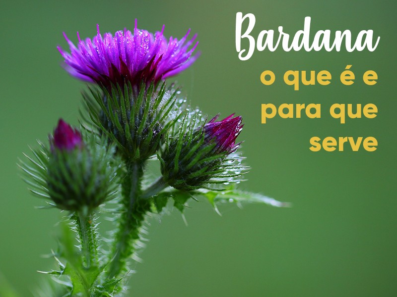 Bardana: o que  e para que serve